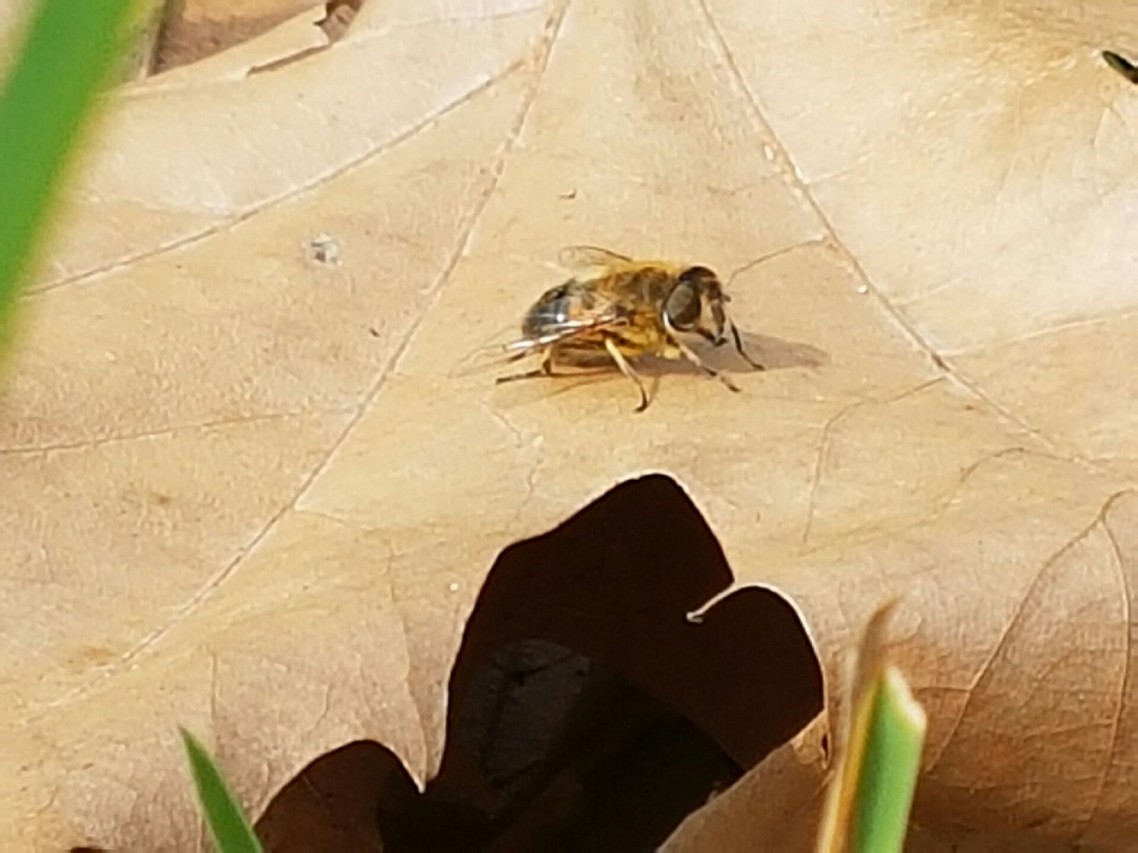 Eristalis tenax(Syrphidae)